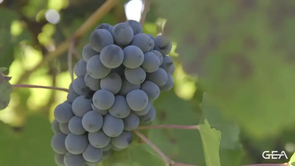 GEA wine decanter, frame from the GEA Group video